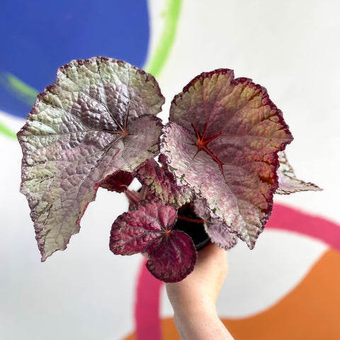 Begonia rex 'Pink Champagne' - Welsh Grown - Sprouts of Bristol