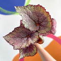 Begonia rex 'Pink Champagne' - Welsh Grown - Sprouts of Bristol