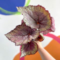 Begonia rex 'Pink Champagne' - Welsh Grown - Sprouts of Bristol