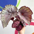 Begonia rex 'Pink Champagne' - Welsh Grown - Sprouts of Bristol