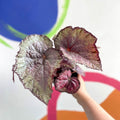Begonia rex 'Pink Champagne' - Welsh Grown - Sprouts of Bristol