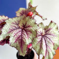 Begonia rex 'Pink Twist' - Welsh Grown - Sprouts of Bristol