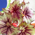Begonia rex 'Pink Twist' - Welsh Grown - Sprouts of Bristol