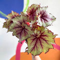 Begonia rex 'Pink Twist' - Welsh Grown - Sprouts of Bristol