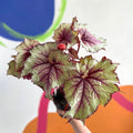 Begonia rex 'Pink Twist' - Welsh Grown - Sprouts of Bristol