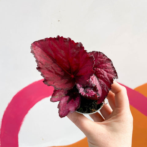 Begonia rex 'Red Heart' - Sprouts of Bristol
