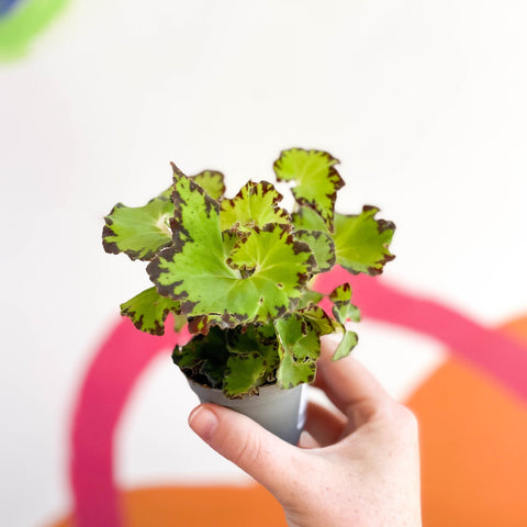 Begonia rex 'Red Jive' - Sprouts of Bristol