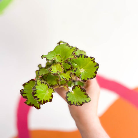 Begonia rex 'Red Jive' - Sprouts of Bristol