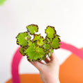 Begonia rex 'Red Jive' - Sprouts of Bristol