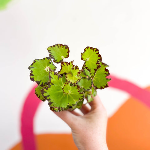 Begonia rex 'Red Jive' - Sprouts of Bristol