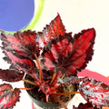 Begonia rex 'Red Robin' - Welsh Grown - Sprouts of Bristol