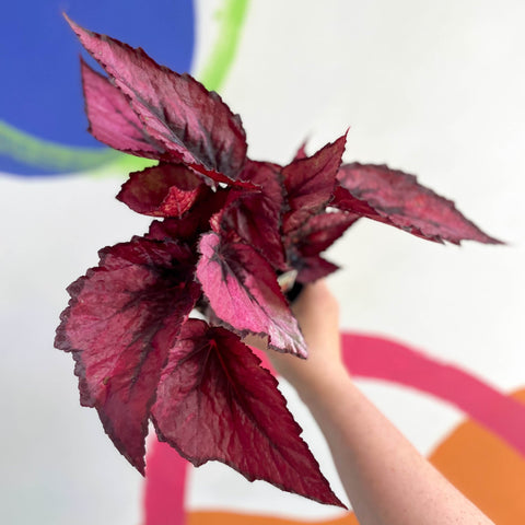 Begonia rex 'Regal Minuet' - Welsh Grown - Sprouts of Bristol