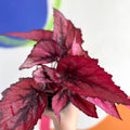Begonia rex 'Regal Minuet' - Welsh Grown - Sprouts of Bristol