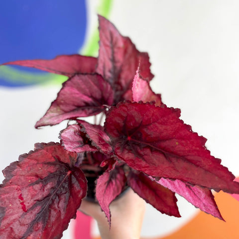 Begonia rex 'Regal Minuet' - Welsh Grown - Sprouts of Bristol