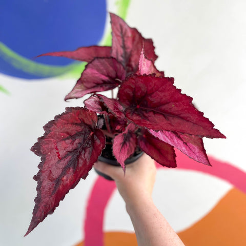 Begonia rex 'Regal Minuet' - Welsh Grown - Sprouts of Bristol