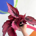 Begonia rex 'Regal Minuet' - Welsh Grown - Sprouts of Bristol