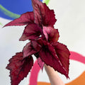 Begonia rex 'Regal Minuet' - Welsh Grown - Sprouts of Bristol