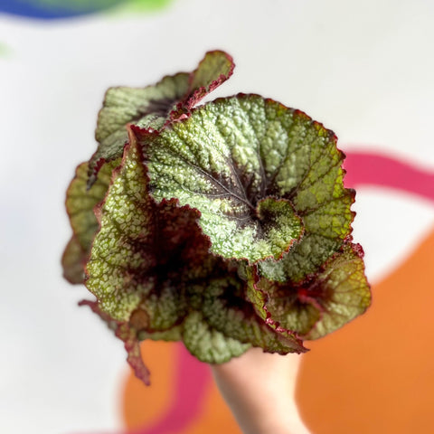 Begonia rex 'Rocheart' - Welsh Grown - Sprouts of Bristol