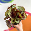Begonia rex 'Rocheart' - Welsh Grown - Sprouts of Bristol