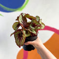 Begonia rex 'Rocheart' - Welsh Grown - Sprouts of Bristol