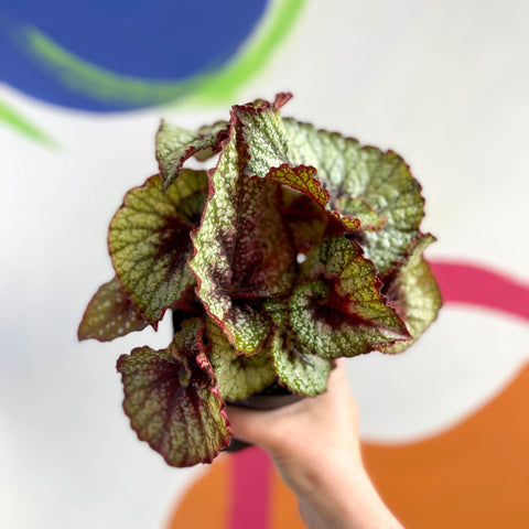 Begonia rex 'Rocheart' - Welsh Grown - Sprouts of Bristol