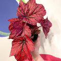 Begonia rex 'Ruby Celebration' - Welsh Grown - Sprouts of Bristol