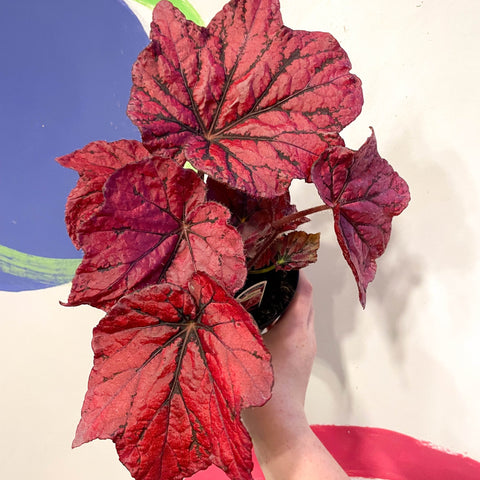 Begonia rex 'Ruby Celebration' - Welsh Grown - Sprouts of Bristol