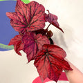 Begonia rex 'Ruby Celebration' - Welsh Grown - Sprouts of Bristol