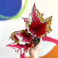 Begonia rex 'Sangria' - Welsh Grown - Sprouts of Bristol