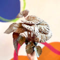 Begonia rex 'Silver Lace' - Welsh Grown - Sprouts of Bristol
