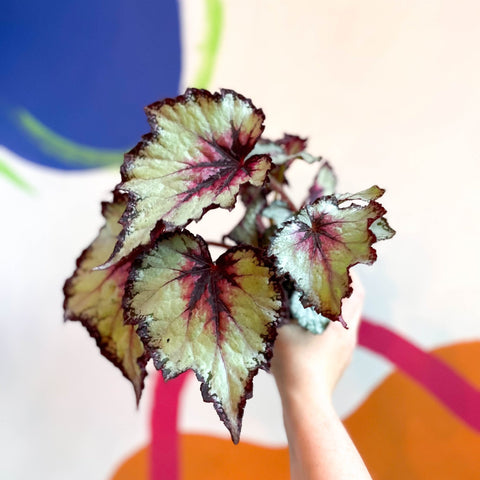 Begonia rex 'Silver Spirit' - Welsh Grown - Sprouts of Bristol