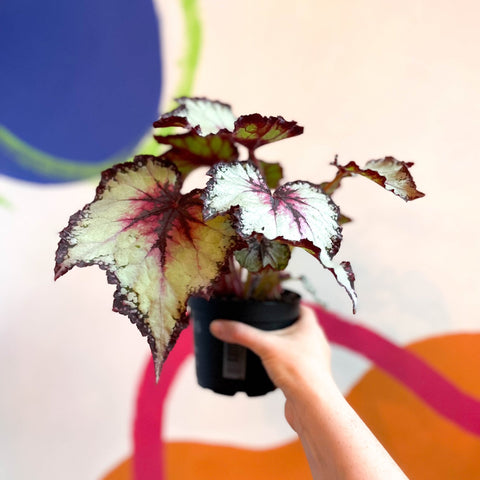 Begonia rex 'Silver Spirit' - Welsh Grown - Sprouts of Bristol