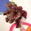 Begonia rex 'Star Bright' - Welsh Grown - Sprouts of Bristol
