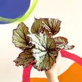Begonia rex 'Star Light' - Welsh Grown - Sprouts of Bristol