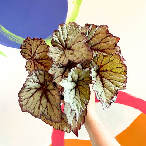 Begonia rex 'Star Light' - Welsh Grown - Sprouts of Bristol