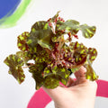 Begonia rex 'Tiger Paw' - Sprouts of Bristol