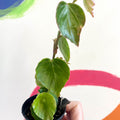 Begonia solananthera - Welsh Grown - Sprouts of Bristol