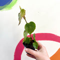Begonia solananthera - Welsh Grown - Sprouts of Bristol