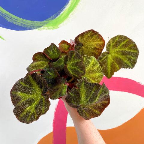 Begonia solimutata - Welsh Grown - Sprouts of Bristol