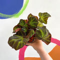 Begonia solimutata - Welsh Grown - Sprouts of Bristol