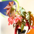 Begonia superba 'Irene Nuss' - Welsh Grown - Sprouts of Bristol