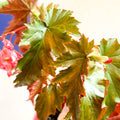 Begonia superba 'Irene Nuss' - Welsh Grown - Sprouts of Bristol