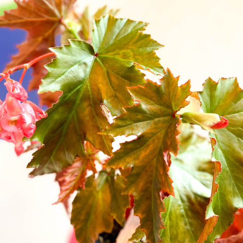 Begonia superba 'Irene Nuss' - Welsh Grown - Sprouts of Bristol