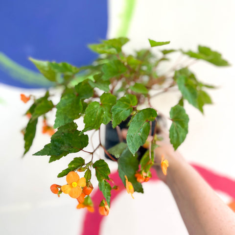 Begonia sutherlandii - Welsh Grown - Sprouts of Bristol