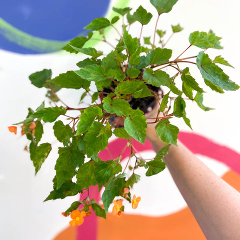 Begonia sutherlandii - Welsh Grown - Sprouts of Bristol