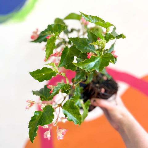 Begonia 'Tiny Gem' - Welsh Grown - Sprouts of Bristol