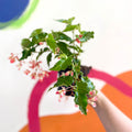 Begonia 'Tiny Gem' - Welsh Grown - Sprouts of Bristol