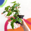 Begonia 'Tiny Gem' - Welsh Grown - Sprouts of Bristol