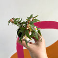 Begonia tripartita - Welsh Grown - Sprouts of Bristol