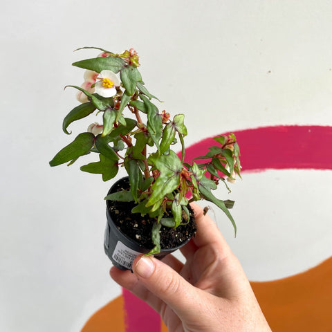 Begonia tripartita - Welsh Grown - Sprouts of Bristol